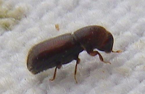 Réf. 287 271 : Scolytinae inconnu